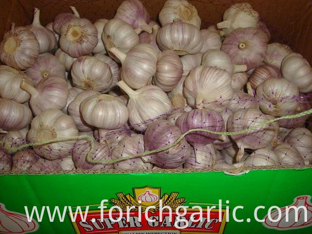 Normal White Garlic